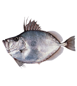 John dory – saint pierre – Fresh Frozen Food